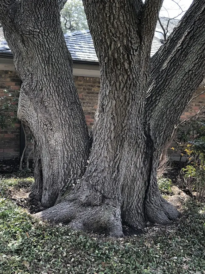 Mature heritage tree close to a South Butler property cared for by certified arborists